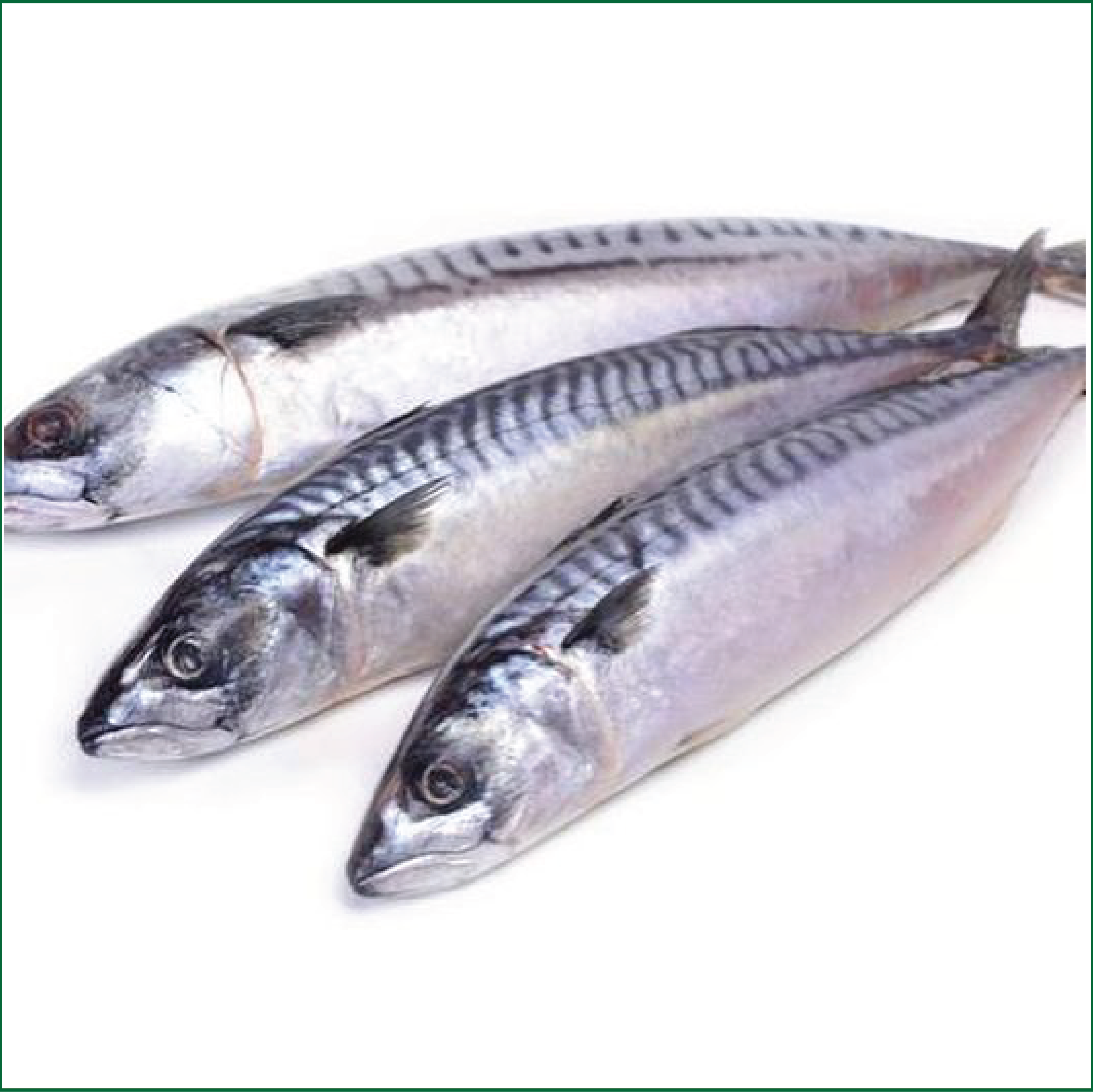 Mackerel/Titus