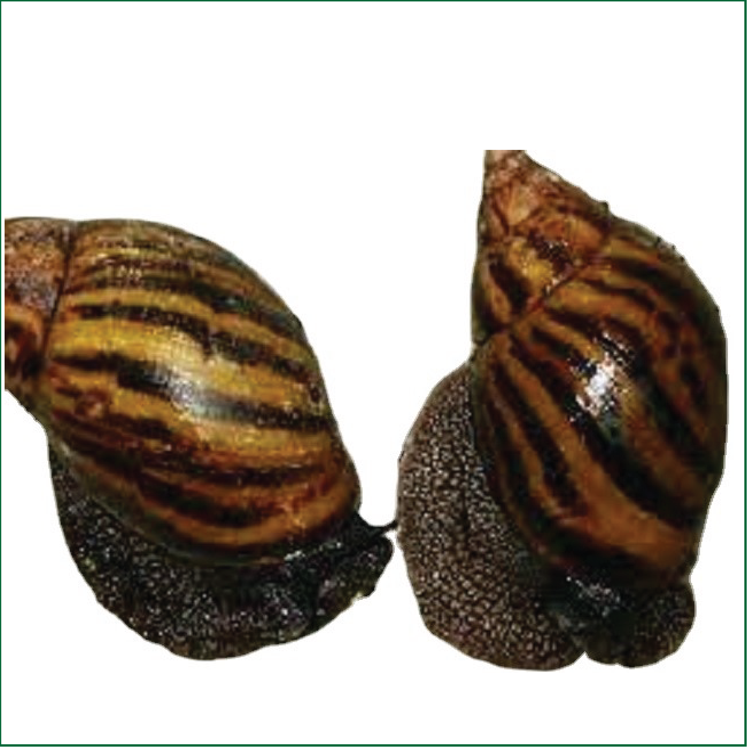 Snail